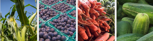 Four-panel collage of corn, grapes, carrots and cucumbers